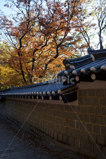 가을,궁궐,낙엽,기와,전통,단풍,koreatraditional,koreapalace,autumn,koreaautumn,autumnleaves,nature,colorful