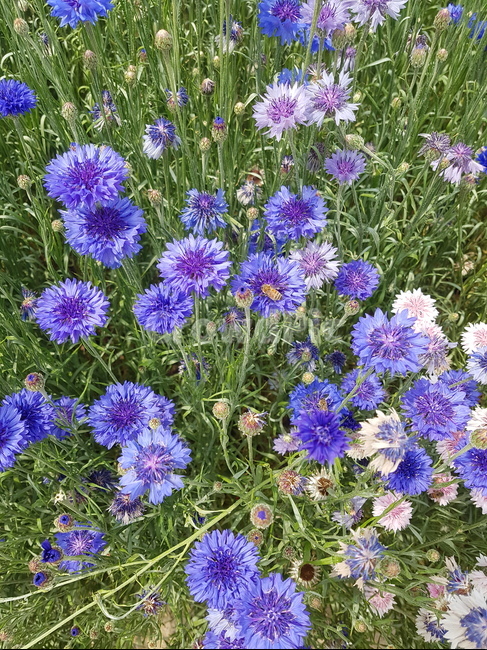 수레국화,국화,벌,bee,곤충,꽃,식물,cornflower