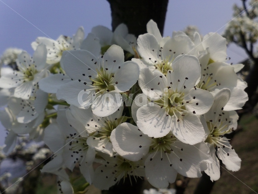 배꽃,peartree,장미과,백색꽃,낙엽활엽소교목과수용,관상용,식용,약용,식물,자연,plants,nature,꽃,flower