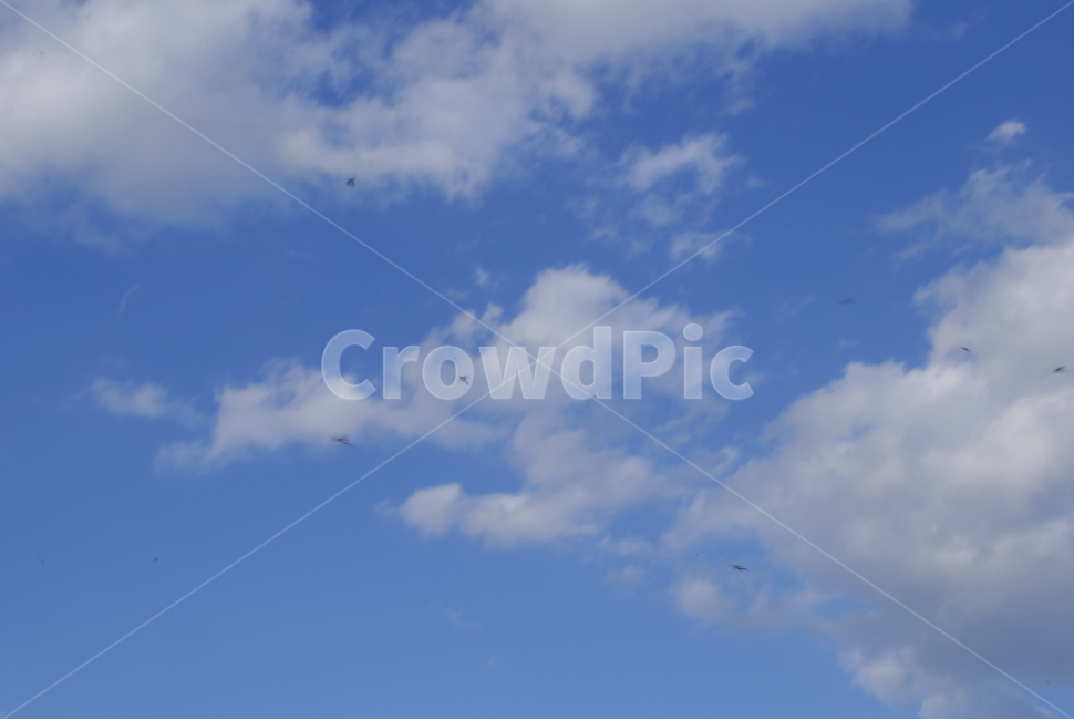 구름,하늘,파란하늘,곤충,잠자리,sky,cloud