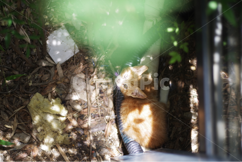 Biology,wild animals,cute,life,kitty,kitten,stray cat,street,cat,streetcat,straycat,pet,wildlife,lovely,stray,nature,wildanimal,Pets,cuteness,animal,wild,mammalia,adorable