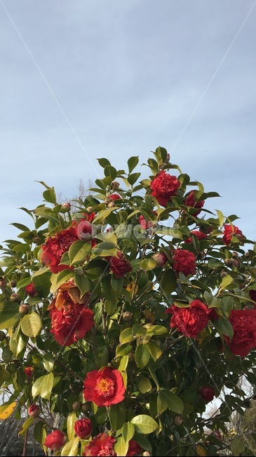 plant,식물,빨간식물,빨간꽃,flower,꽃,하늘,sky,꽃나무,tree,나무,잎,leaf,red,道端の花,みちばたのはな,식물,자연,plants,nature,꽃,flower