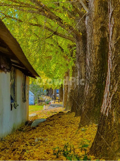 tree,나무,plant,식물,nature,자연,은행나무,가을,은행잎,노란색,색감,단풍,옥외,시골,의자,가을,계절,fall,autumn,season,자연,풍경,nature,landscape