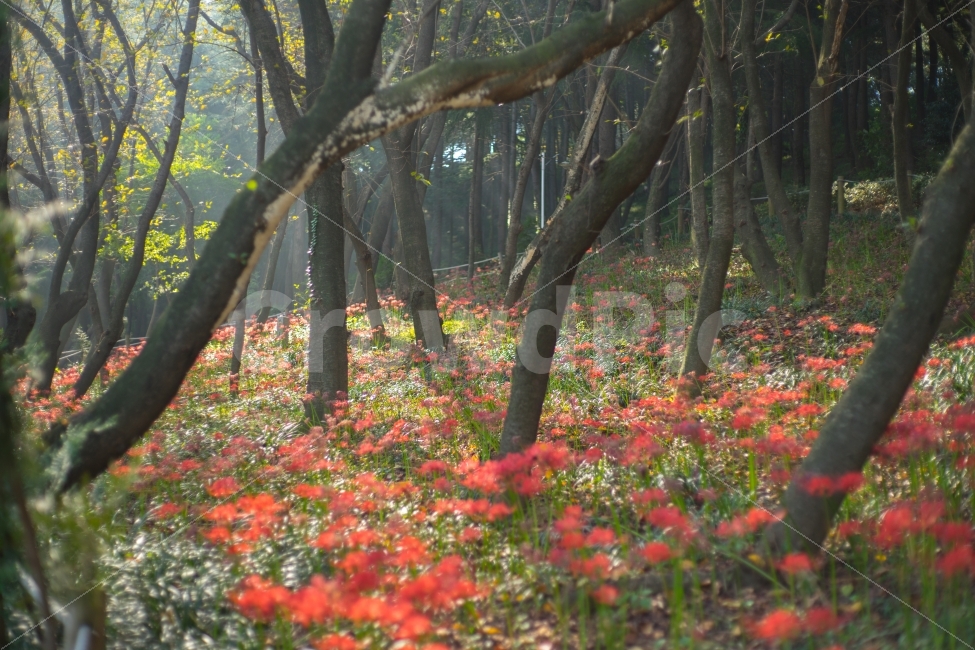 	꽃,꽃무릇,상사화,자연,식물,가을,자연,풍경,nature,landscape,휴식,힐링,rest,relaxation,healing,tree,나무,plant,tree trunk,나무 줄기