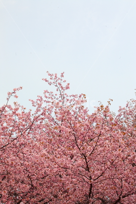 봄,벗꽃,공원,4월,매화,봄,계절,spring,season,자연,풍경,nature,landscape,plant,식물,blossom,꽃,flower