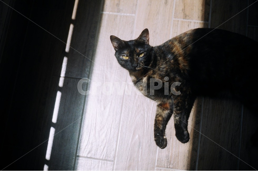 고양이,빛,동물,감성,그림자,동물,animal,포유류,mammal,고양이,cat,kitten,kitty,감성,sensible,feeling