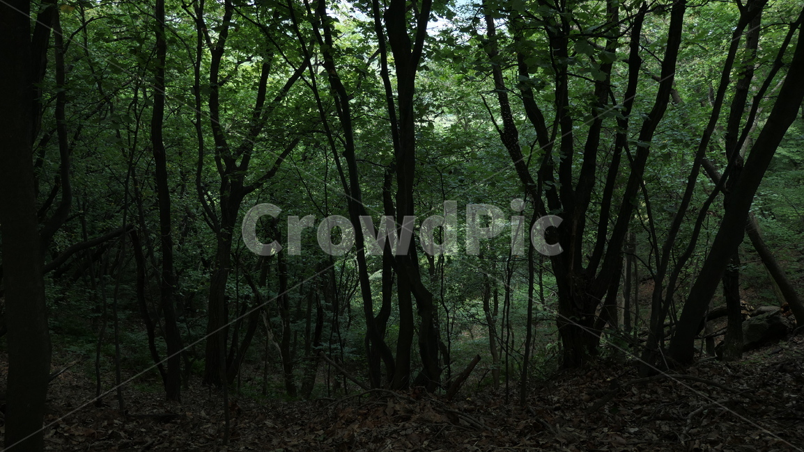 숲,forest,나무,tree,삼림지,woodland,초목,outdoors,야외공간,야외,대자연