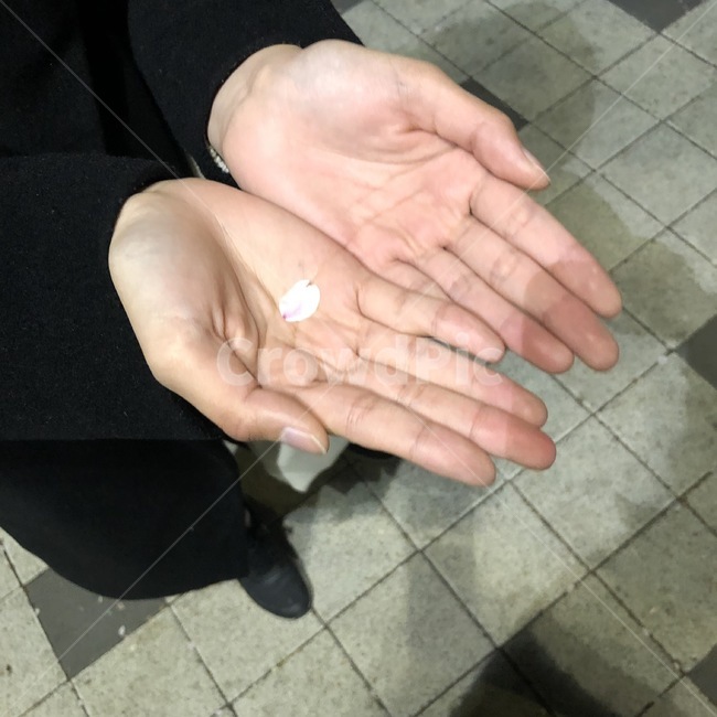 벚꽃,봄,손바닥,떨어지는꽃잎,꽃잎,손,hand