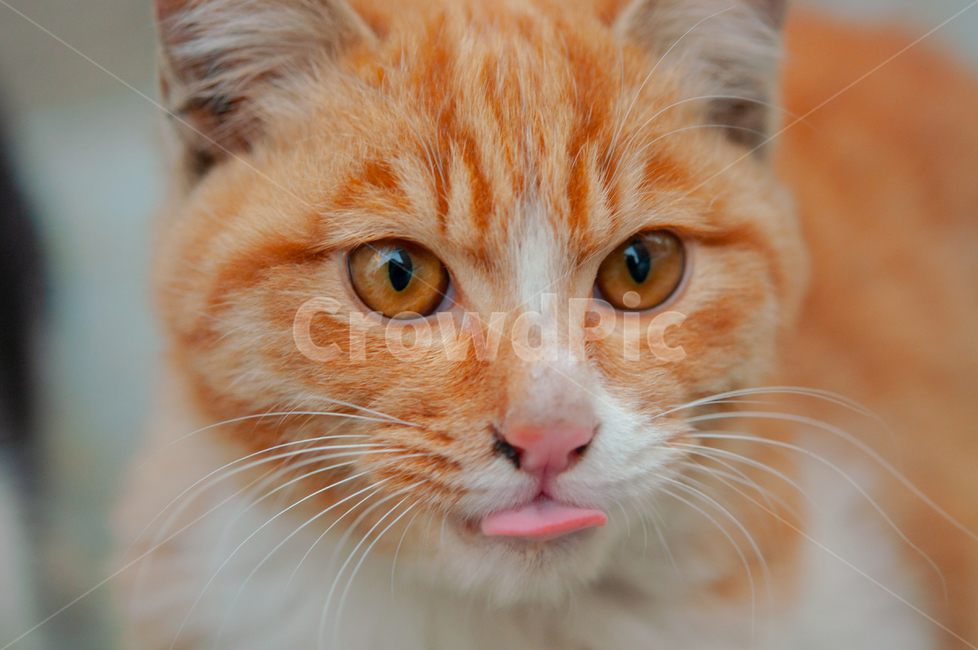 귀여운,수염,털,야생,배경,cute,beard,fur,wild,background,동물,animal,애완동물,pet,mammal,포유류,cat,고양이,동물,animal,포유류,mammal,고양이,cat,kitten,kitty