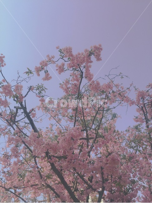 봄,꽃,감성,벚꽃,분위기