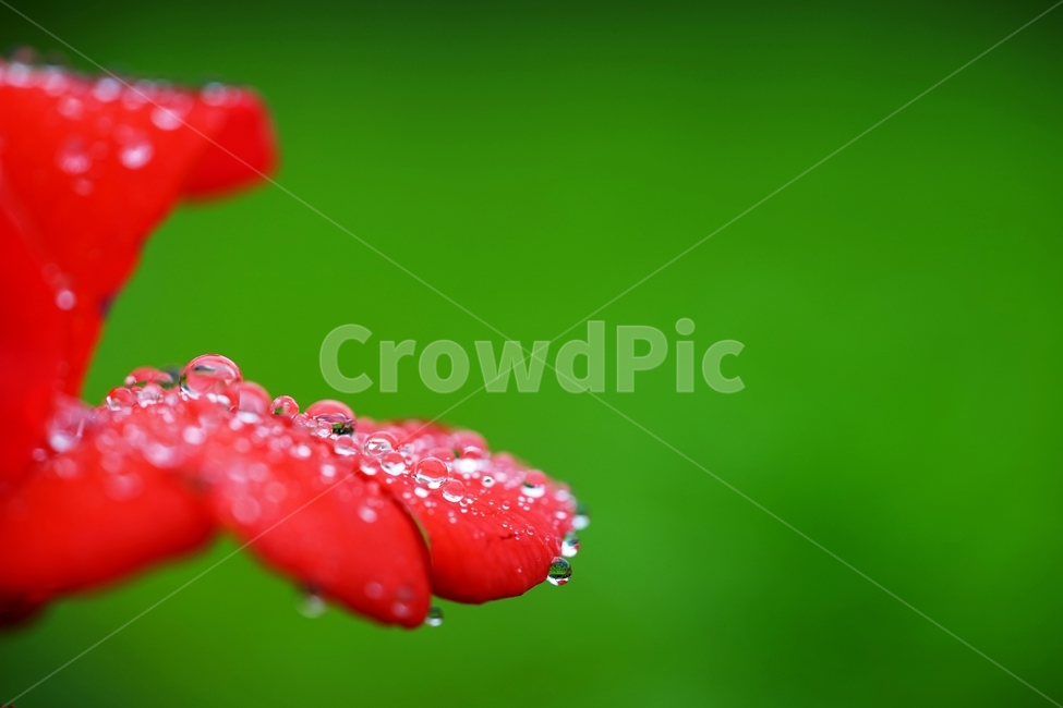 비,빗방울,장미,장미꽃,붉은장미,식물,자연,plants,nature,꽃,flower