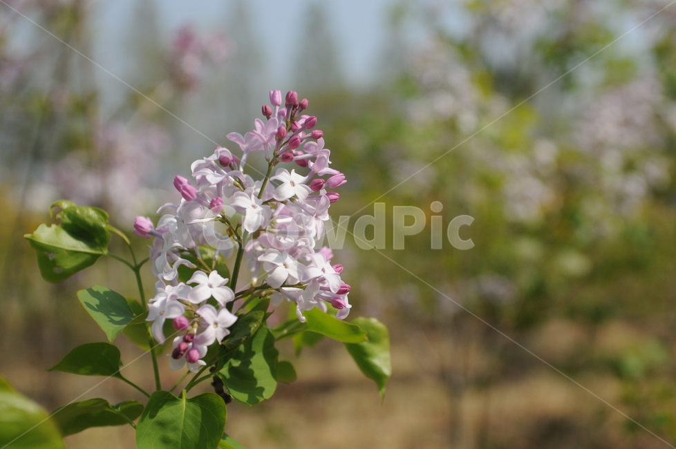 꽃,flower,봄,spring,봄꽃,식물