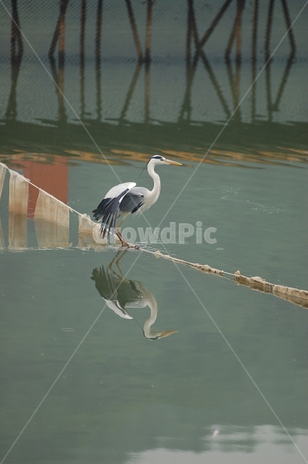 새,조류,왜가리,자연,동물,야생,비행,animal,bird,nature,flying,동물,animal,조류,새,birds
