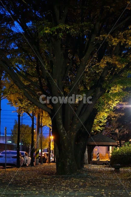 tree,나무,저녁,불빛,식물,가을,계절,fall,autumn,season,plant,tree trunk,나무 줄기
