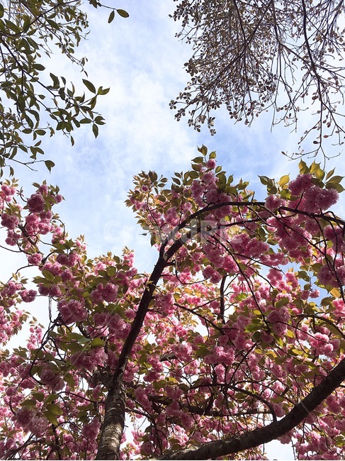 하늘,구름,꽃,왕겹벚꽃,나무,flower,봄,봄꽃,spring,sky,beautiful,아름다운,봄,계절,spring,season,식물,자연,plants,nature,꽃,flower,plant