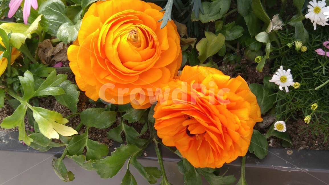 꽃,꽃두송이,주황색꽃,활짝핀꽃,탐스러운꽃,식물,자연,plants,nature,꽃,flower