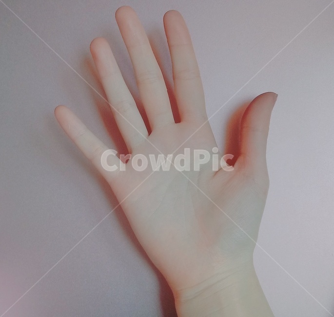손바닥,손,손동작,손모양,사람,사람,인물,인간,human,person,신체일부,몸,body