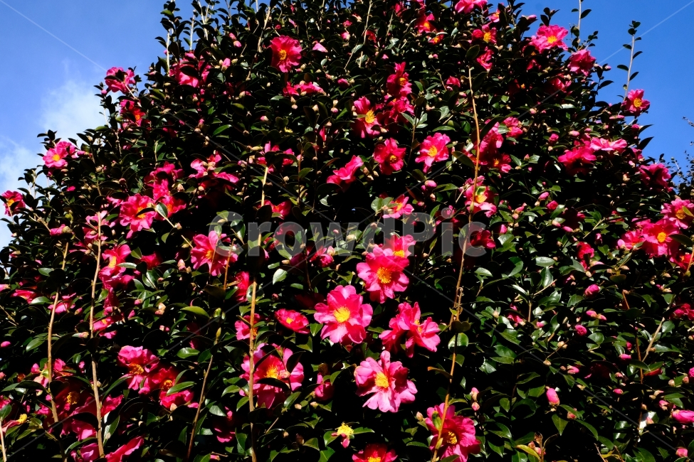 제주도,위미리,꽃,동백꽃,식물,식물,자연,plants,nature,꽃,flower