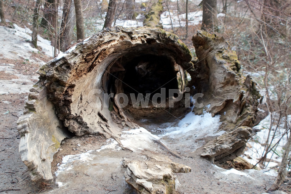 나무,껍질,산,눈,겨울,trees,shells,mountains,snow,winter