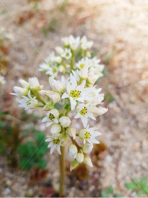 꽃,풀,식물,봄,봄꽃,봄,계절,spring,season,식물,자연,plants,nature,꽃,flower,plant
