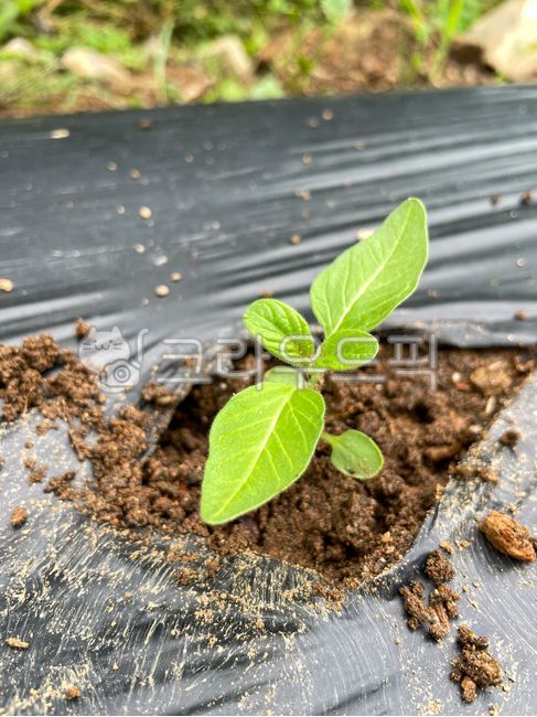 참깨,모종,새싹,참깨모종,싹,초록잎,텃밭,정원,유기농,농사,farm