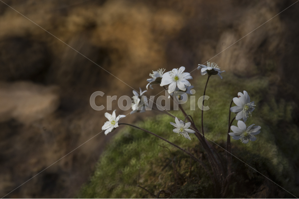 노루귀,흰노루귀,야생화,봄의꽃,감성꽃사진,봄,계절,spring,season,식물,자연,plants,nature,꽃,flower,plant,blossom