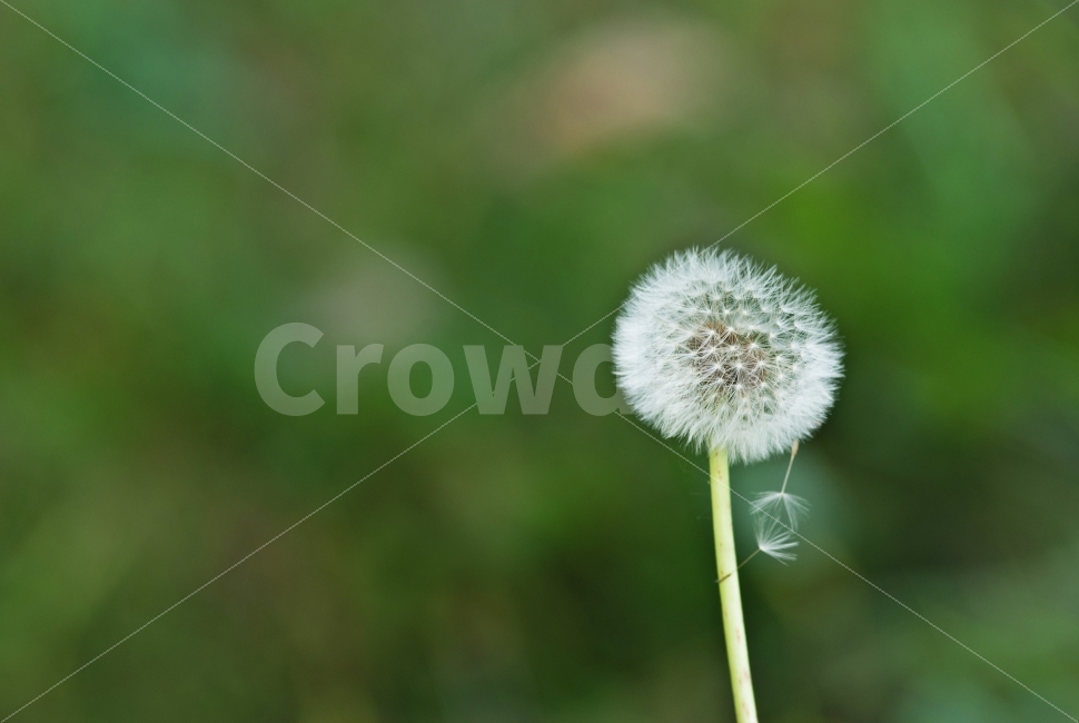 식물,꽃,홀씨,민들레,자연,들판,들꽃,nature,flower,garden,정원,씨앗,잡초,식물,자연,plants,nature,꽃,flower,감성,sensible,feeling