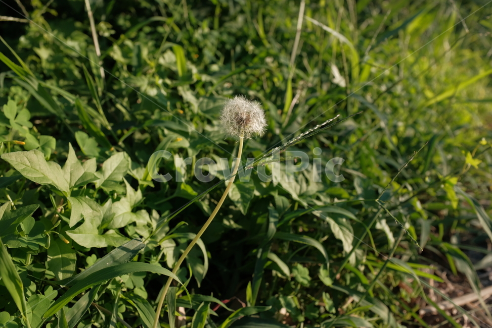 민들레,민들레꽃,식물,풀,초록,식물,자연,plants,nature,꽃,flower