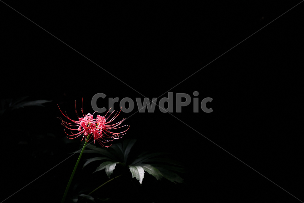 꽃무릇,상사화,석산,존재,유아독존,식물,자연,plants,nature,꽃,flower