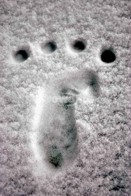 발자국,얼음,겨울,배경,눈,footstamp,차가운,귀여운,겨울,계절,winter,season