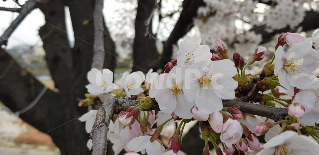 blossom,flower,식물,plant,벚꽃,꽃,cherryblossom