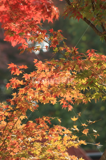 가을,계절,leaf,잎,plant,식물,tree,나무,maple,단풍,가을,계절,fall,autumn,season