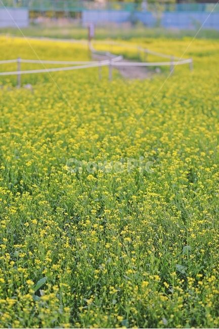 유채꽃,유채꽃밭,rapeblossoms,노란,노란색,yellow,flower,garden,정원,식물,자연,plants,nature,꽃,flower