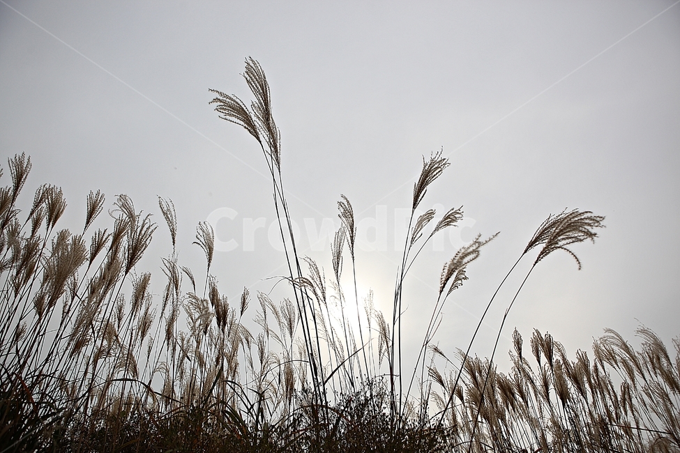 갈대,억새,잡초,식물,풍경,풀,자연,공원,하늘,흐림,가을,계절,fall,autumn,season,grass,잔디,plant,lawn,reed