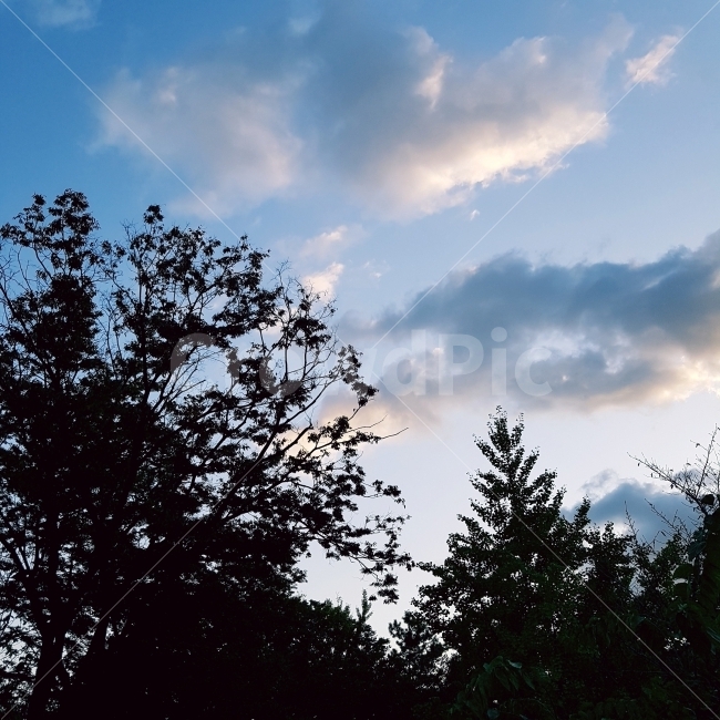 하늘,자연,풍경,구름,나무,sky,nature,skyscape,cloud,tree,leaf,나뭇잎,snap,photograph,한국,korea,자연,풍경,nature,landscape,식물,plants,나무,trees,wood