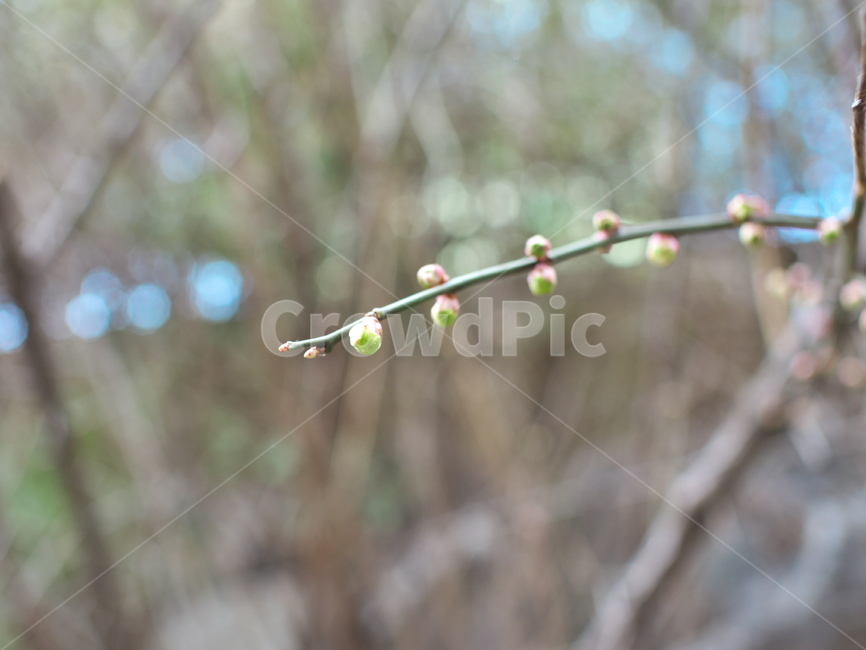 봄,새싹,새순,꽃봉오리,spring,plant,식물,식물,자연,plants,nature