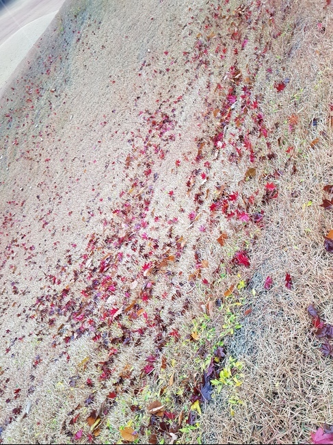 단풍,가을,낙옆,잔듸,바람,가을,계절,fall,autumn,season