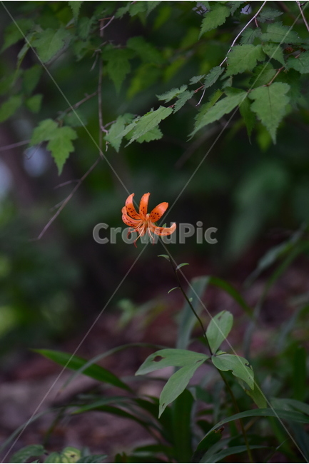 말나리,야생화,식물,자연,꽃,생태,힐링,플라워,wildflower,flower,plants,nature,season,감성,느낌,emotion,feeling,여름,여러해살이풀,산형과,백합과,백합속,주황색,식물,자연,plants,nature,꽃,flower