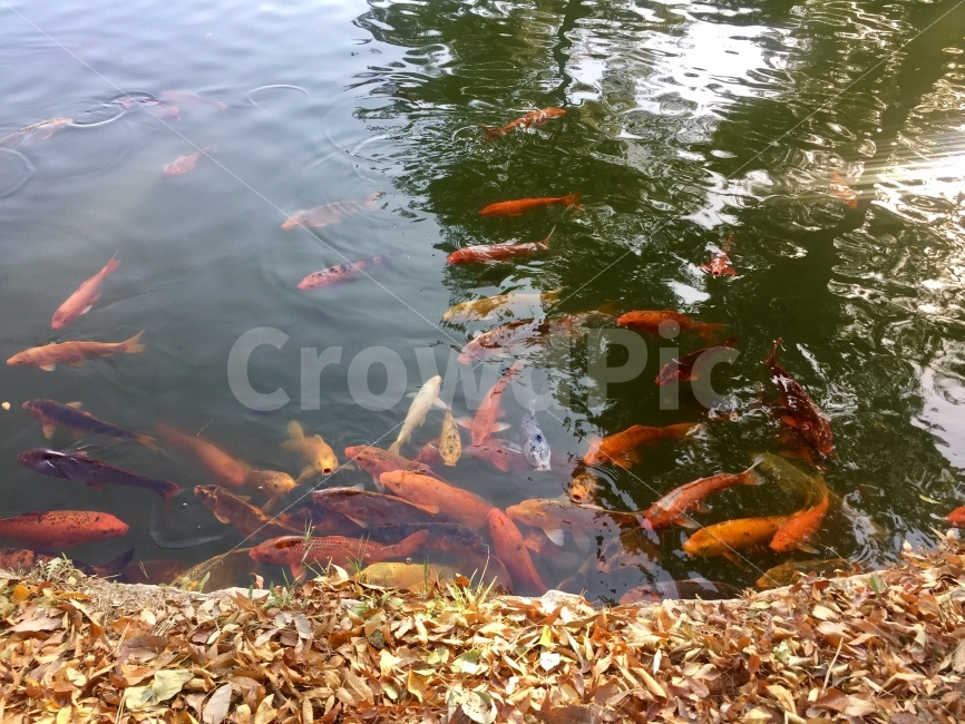 잉어,물고기,가을,낙엽,맑음,동물,animal,어류,물고기,fish