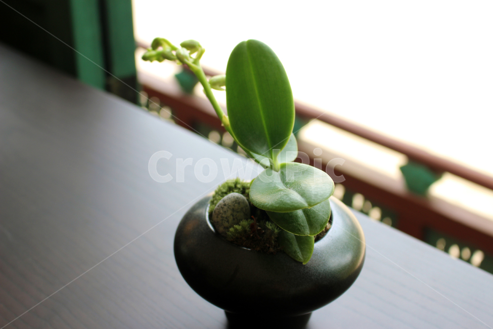 경복궁,식물,plant,집옥재,화분,실내용화초,화분,화초,house plant