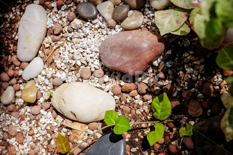 자갈,자연,화단,잎,근접촬영,시선,gravel,closeup