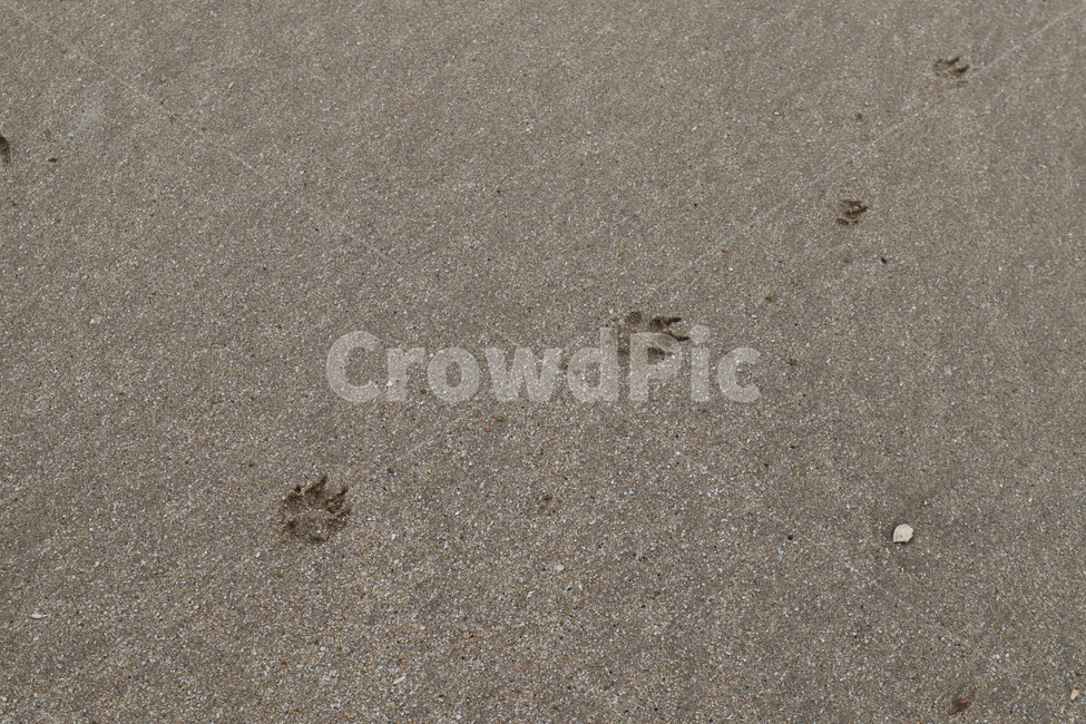 해변,발자국,강아지,dog,바다