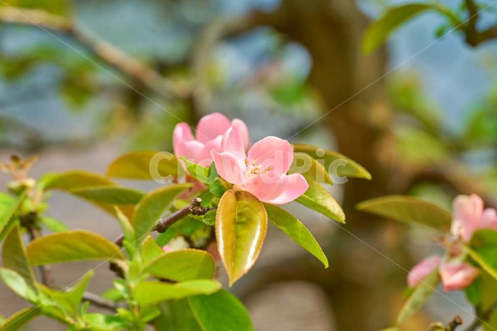 모과나무,모과꽃,모과나무꽃,분홍색꽃,봄,꽃,반짝이는,낮,spring,flower,blooming,식물,자연,plants,nature,꽃,flower