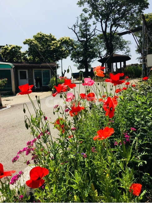 꽃,여름꽃,양귀비,개양귀비,양귀비꽃,식물,자연,plants,nature,꽃,flower