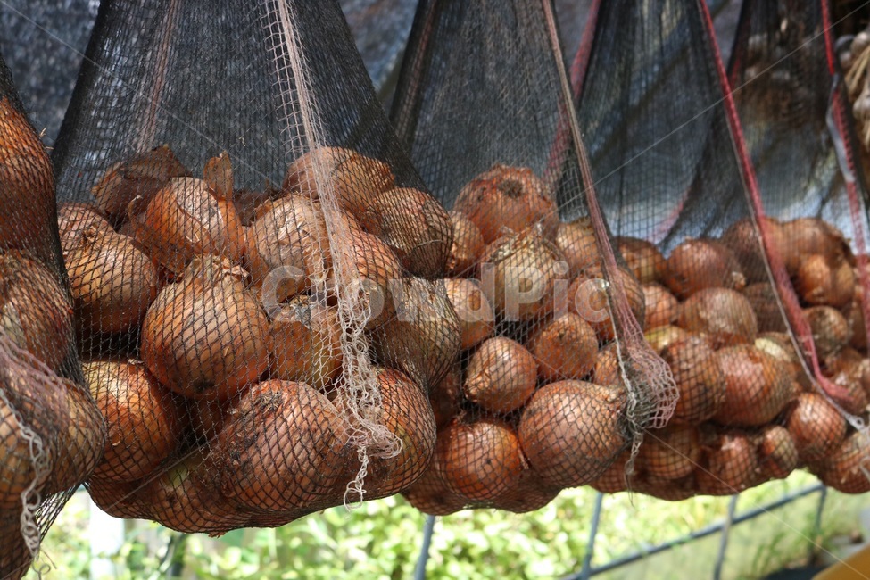 비닐하우스,양파,양파망,망태기,야채,채소,뿌리야채,식물,초록,onion,tamanegi,vegetable,yasai,plants,shokubutsu,green,midori,음식,식재료,요리,food,cook,meal,dishes,food reserves,채소,야채,vegetables