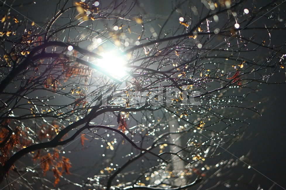비,나무,보케,불빛,풍경,밤,light,빛,flare,플레어