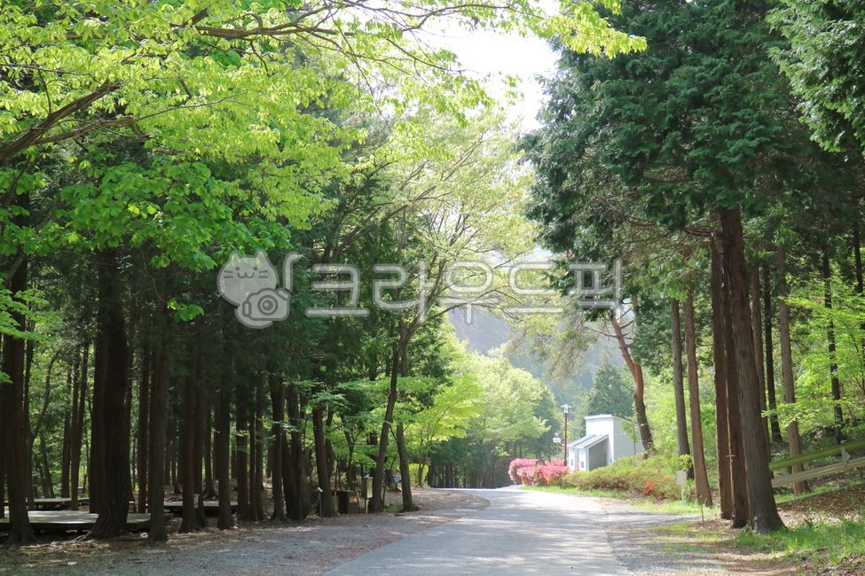 편백림,편백나무,산책,초록숲,편백자연휴양림,가로수길