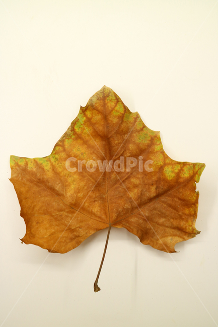 낙엽,가을,나뭇잎,잎,잎사귀,계절,식물,자연,낙엽잎,fallenleaves,deadleaves,오브젝트,누끼,가을낙엽,가을,계절,fall,autumn,season,leaf,plant,tree,나무,bread,빵,food,음식