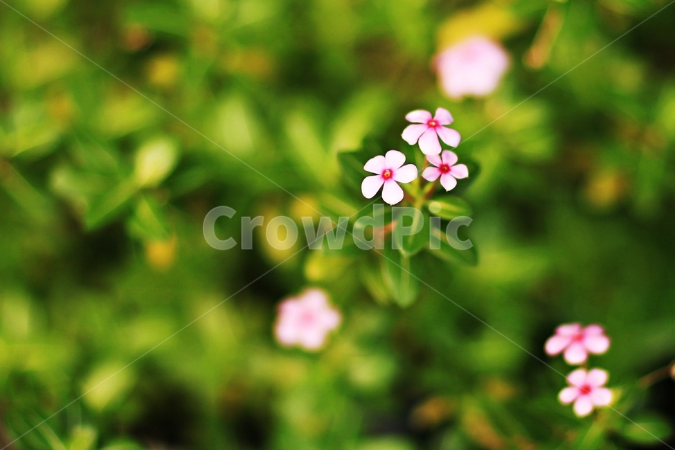 flower,plant,피뿌리풀,정물사진,color,식물,자연,plants,nature,꽃,flower