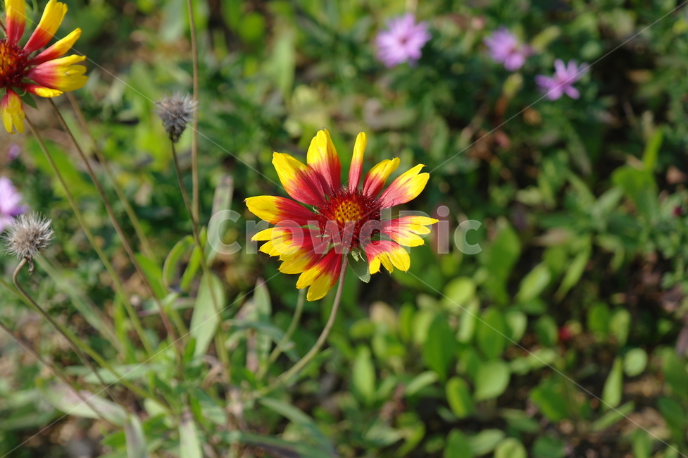 꽃,자연,봄,spring,flower,식물,자연,plants,nature,꽃,flower